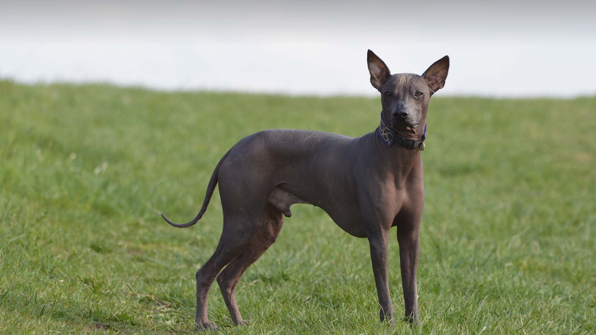 EL PERRO SIN PELO: EL CAN DEL ANTIGUO PERÚ