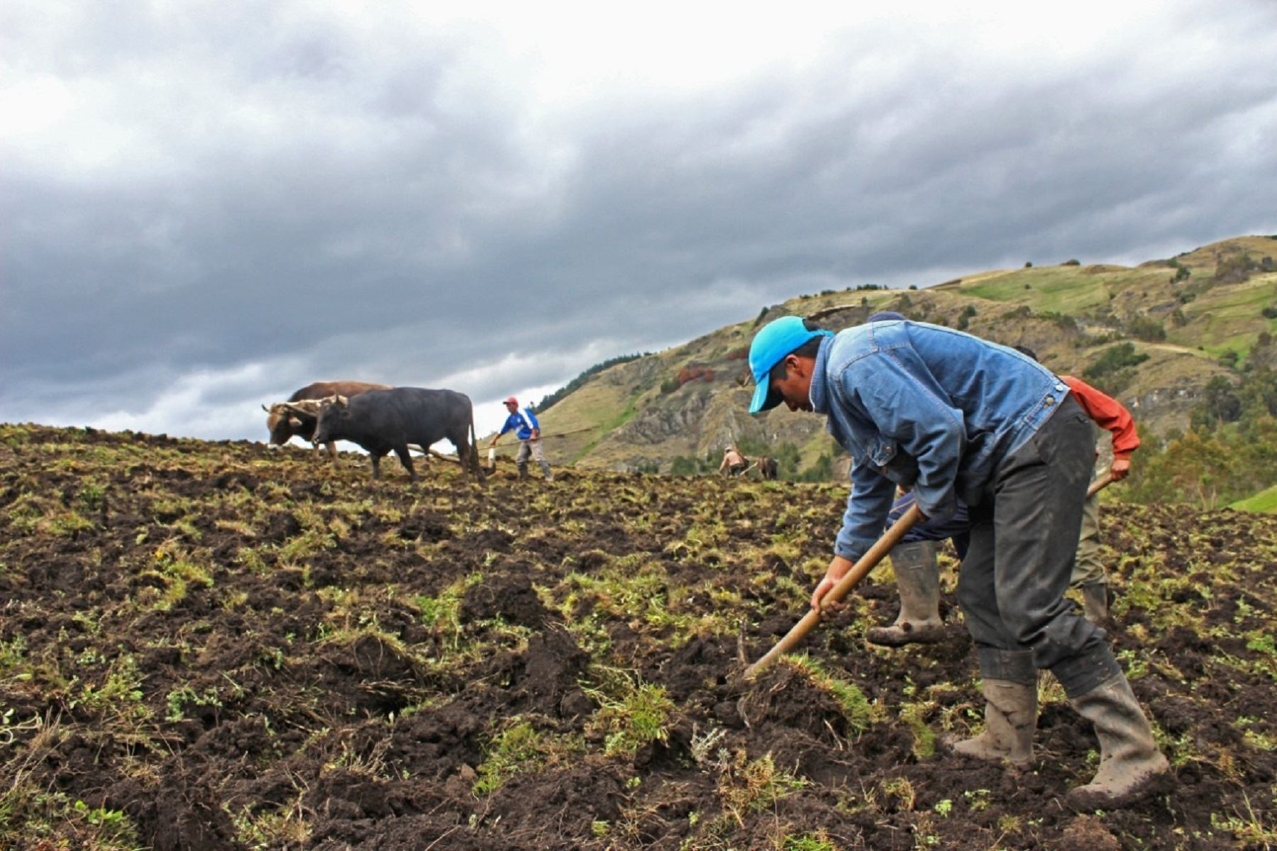Urea se distribuirá en la segunda quincena de agosto