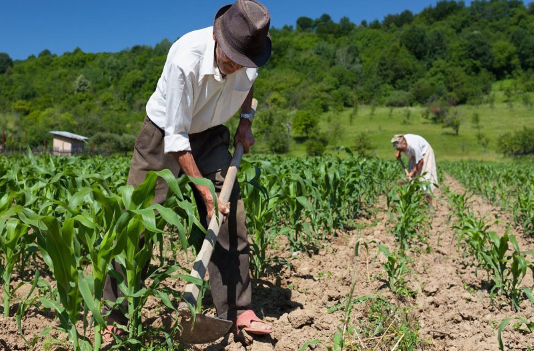 Esta semana culmina proceso de compra de urea