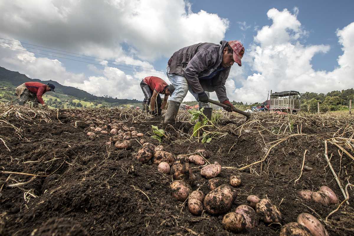 Producción de arroz y papa caería hasta en 10,7%