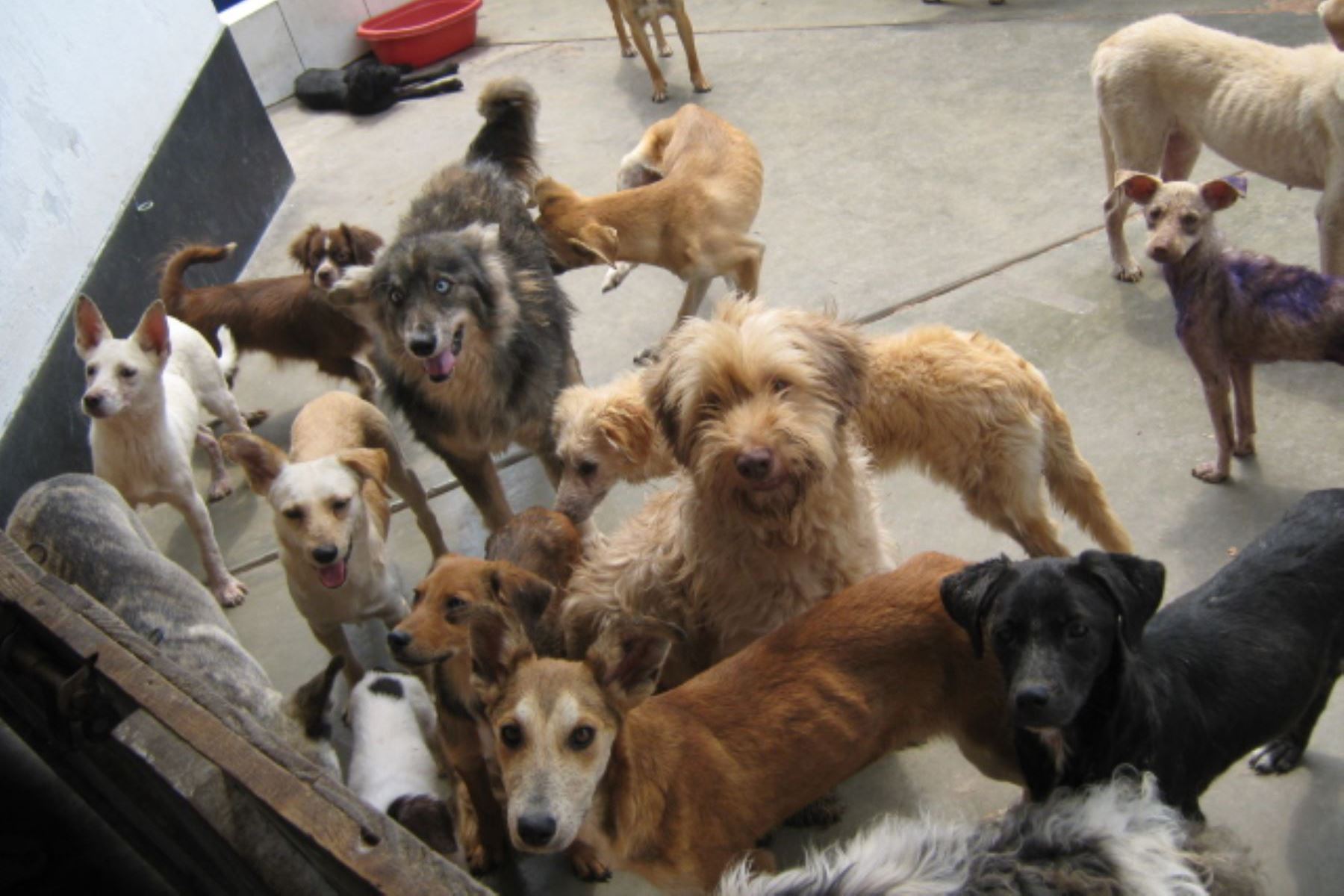 Rabia: ¿cómo reconocer a un perro portador del virus y qué hacer si te muerde uno?