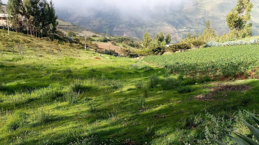 Persistentes lluvias en región andina no afectarán etapas de desarrollo de cultivos