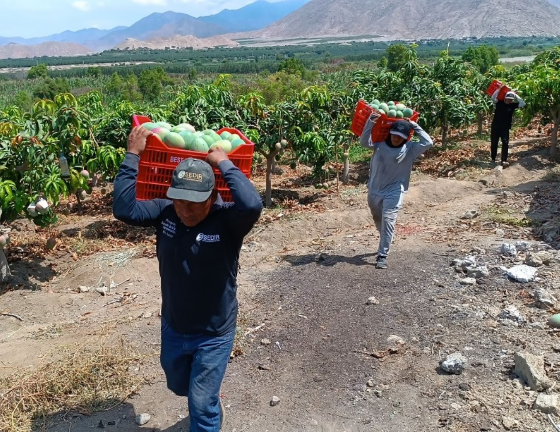 Áncash: precio de mango de exportación aumenta por baja producción a causa de ola de calor