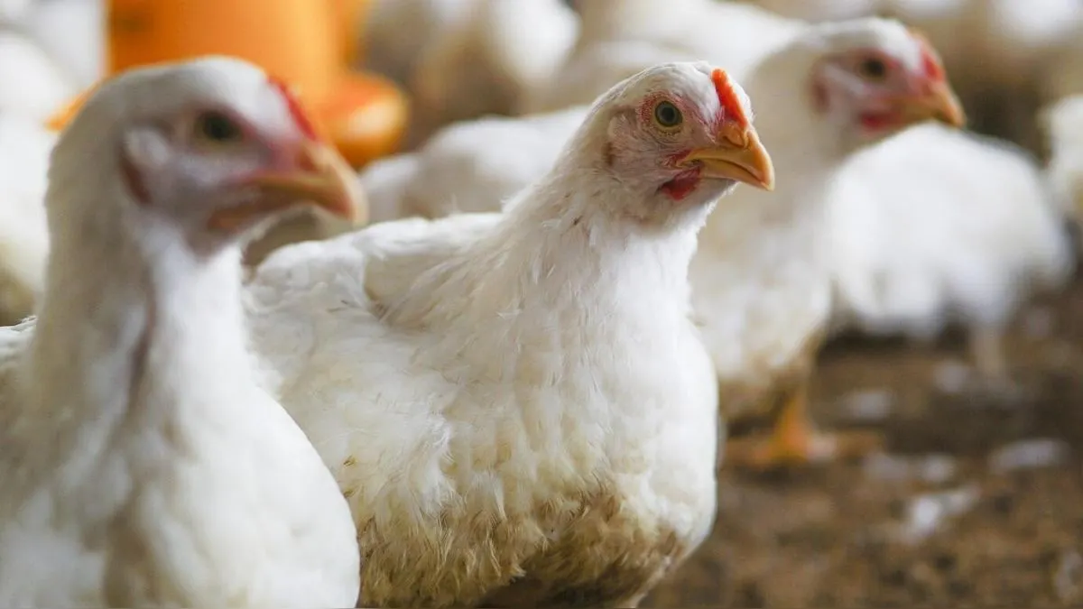 Precio del pollo sigue bajando en Lima: kilo se mantiene por debajo de S/ 6 en el mayorista