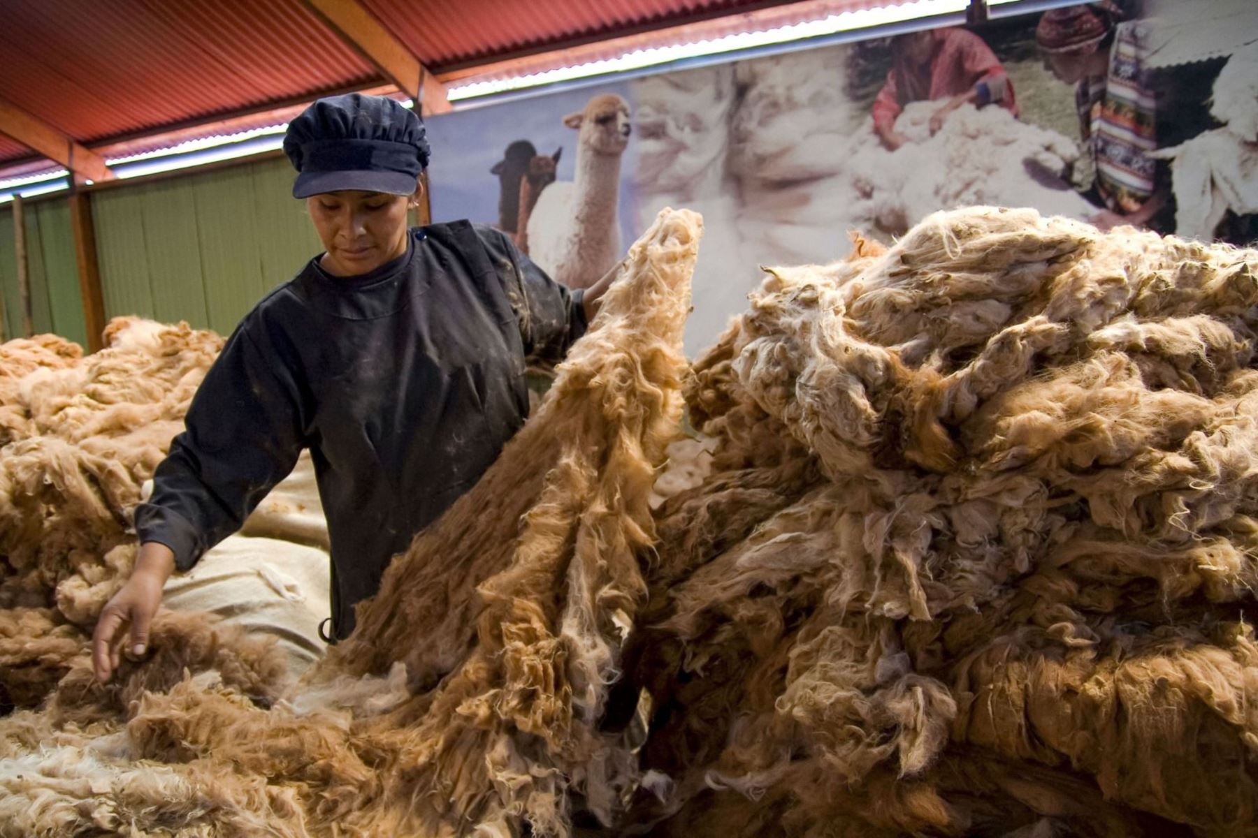 Puno: criadores de camélidos logran vender más de 19,000 libras de fibra de alpaca
