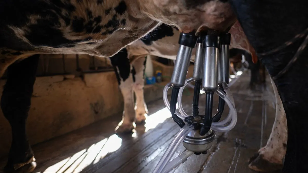OMS alerta que virus de gripe aviar fue detectado en leche de vacas infectadas en EE.UU.