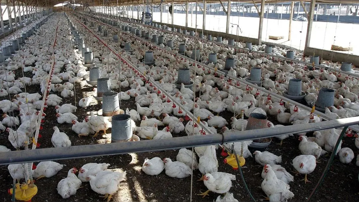 Precio del pollo sigue bajando: Kilo se vende desde S/ 6.20 en el mayorista