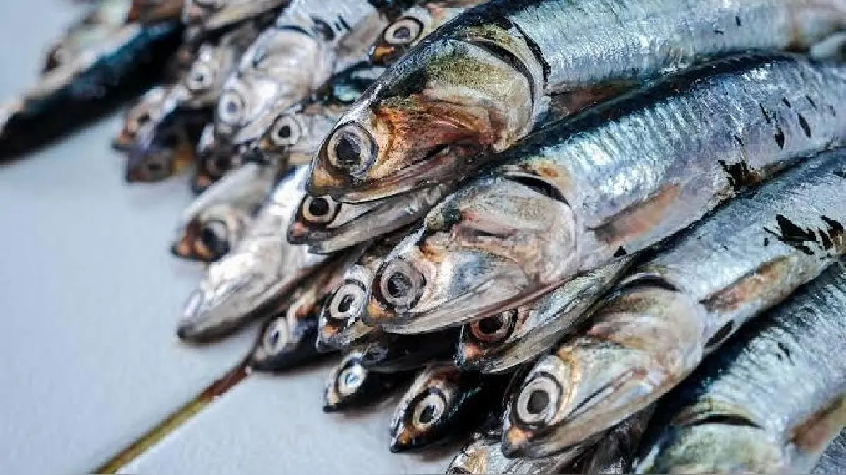 SNP: Primera temporada de anchoveta 2024 alcanza 2.4 millones de toneladas, cubriendo el 98 % de la cuota asignada
