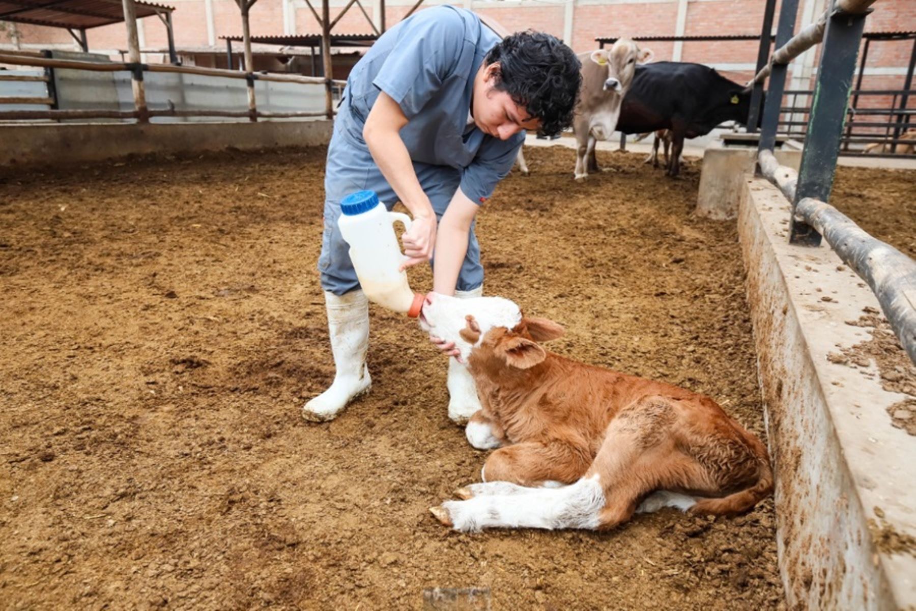 Trujillo: nace primera ternera producto de transferencia tecnológica en UPAO