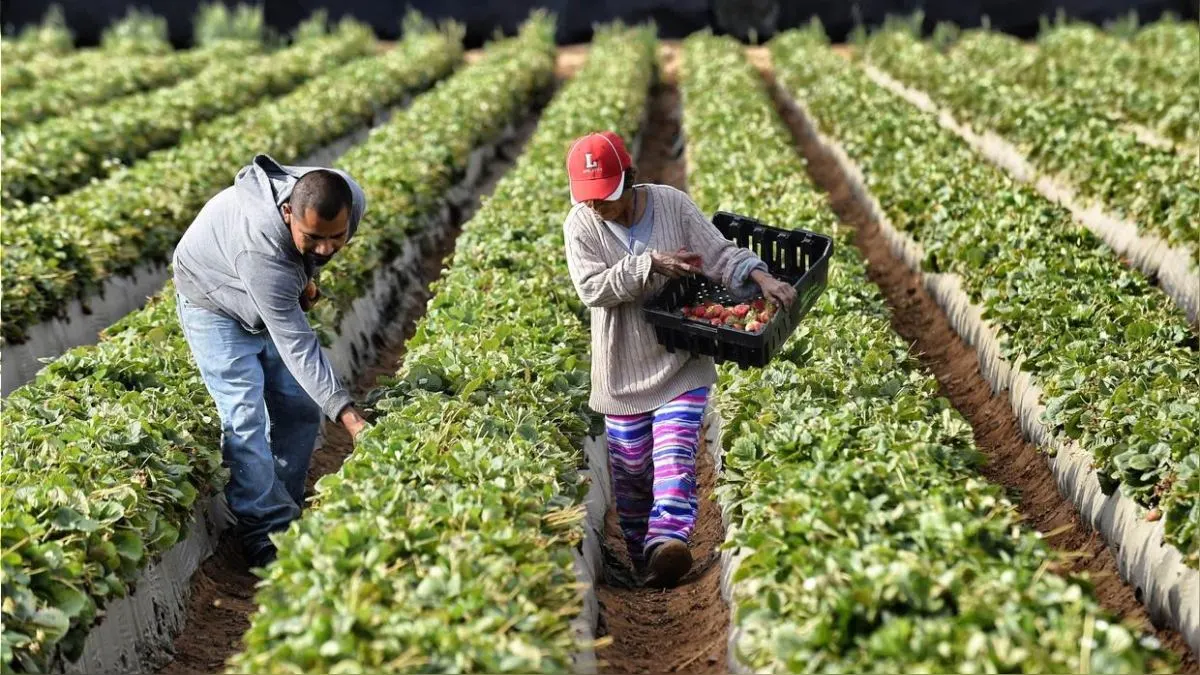 BID mejorará los niveles de productividad en el sector agrario de Perú