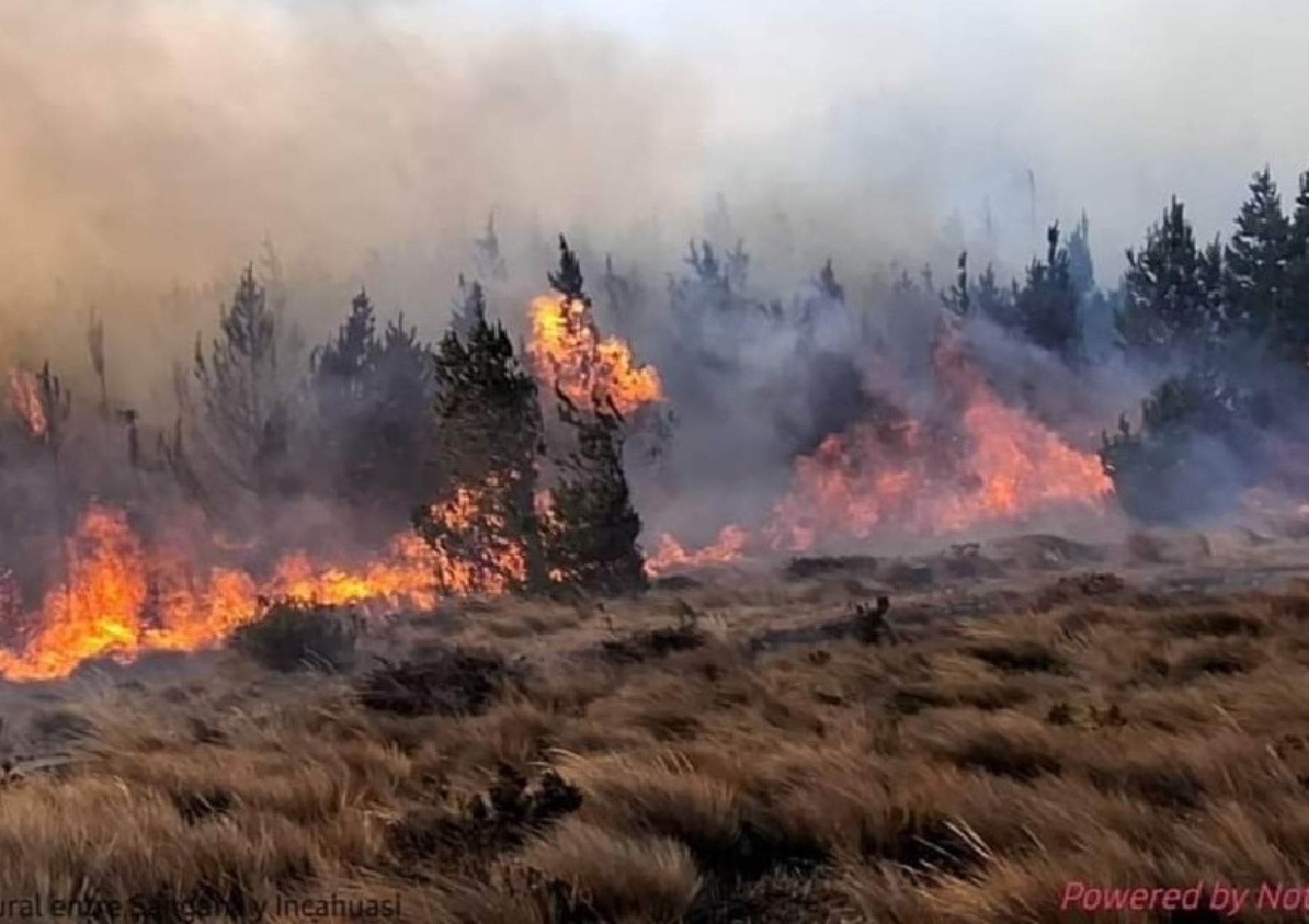 Lambayeque: incendio forestal en Incahuasi arrasa con más de 250,000 plantones de pino