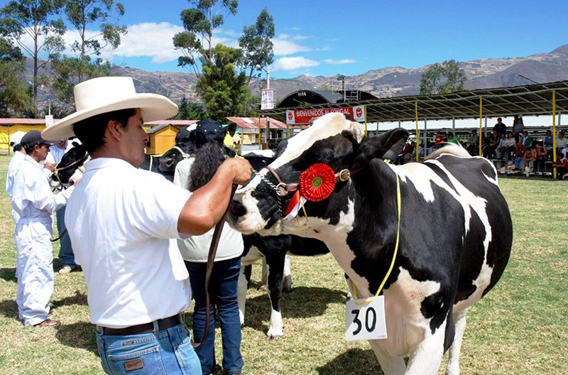Lambayeque espera recibir más de 20,000 visitantes por la Feria Ganadera Fleckvieh 2024