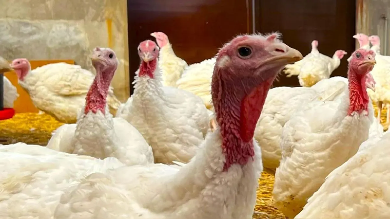 ¡Alisten el recalentado! Producción de pavo y cerdo aumenta en el Perú al acercarse fiestas de fin de año