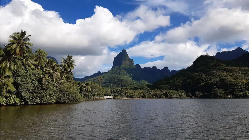 Tesoro de biodiversidad: las islas albergan el 31 % de todas las plantas del mundo, según estudio