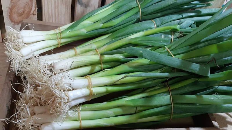 “Nos están matando”: pesticidas en cebollita china del Mercado Mayorista de Santa Anita sobrepasan límites máximos hasta en 10.900%