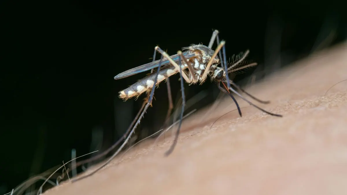 Minsa puso en marcha plan piloto de vacunación contra el dengue en 4 regiones: ¿en qué consiste?