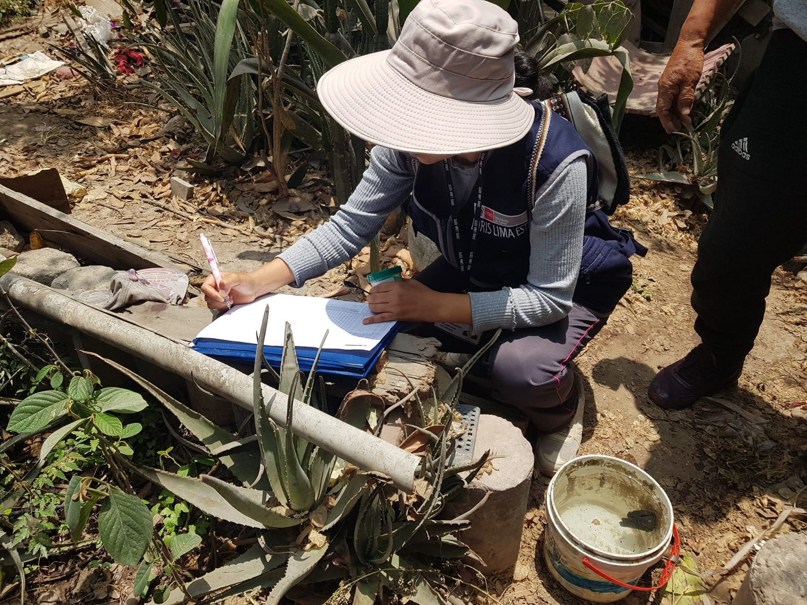 DIRIS Lima Este realizará control vectorial en más de 62,000 viviendas para prevenir el dengue