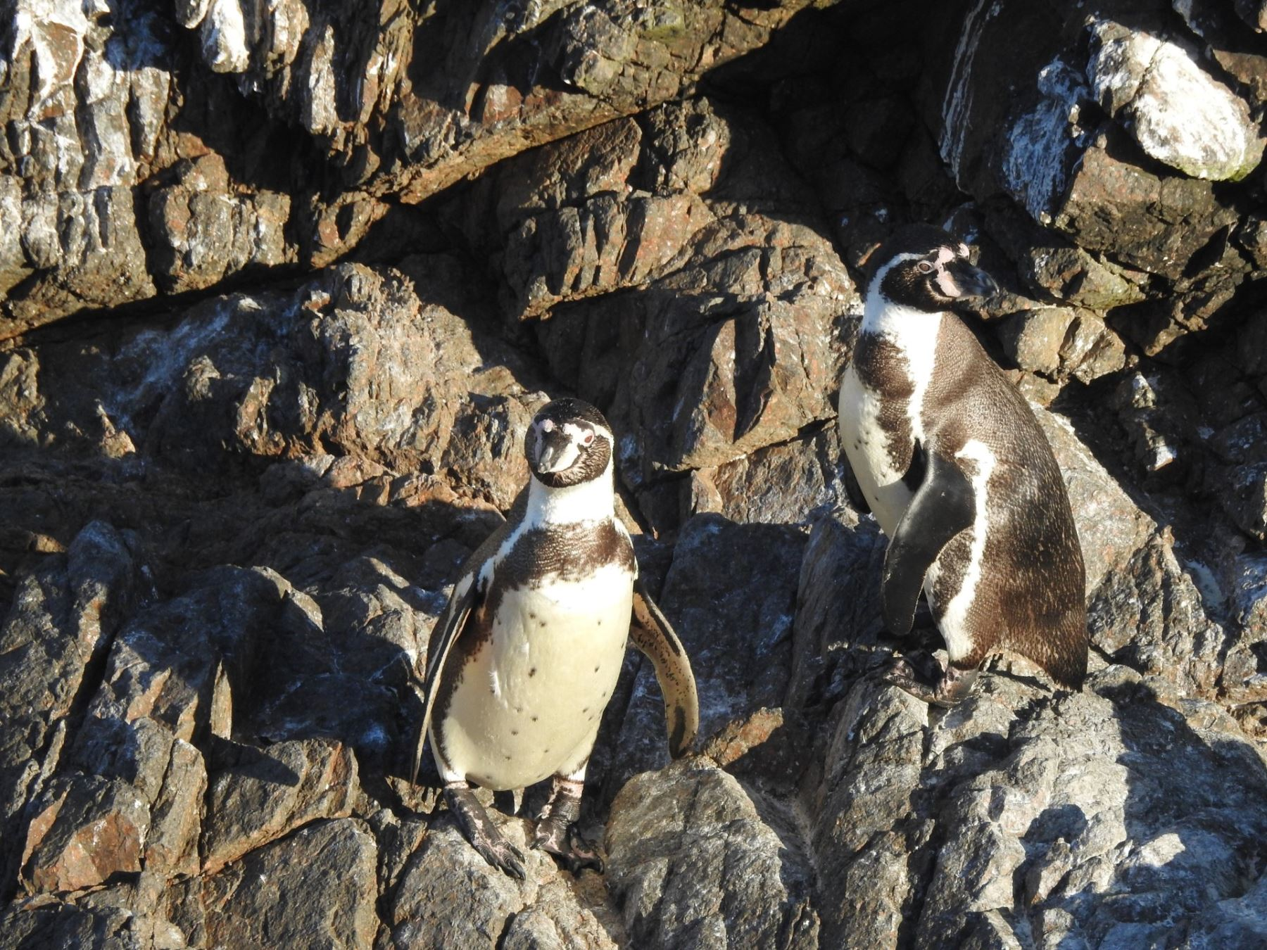 Elaboran plan para priorizar la conservación del pingüino de Humboldt y la nutria marina