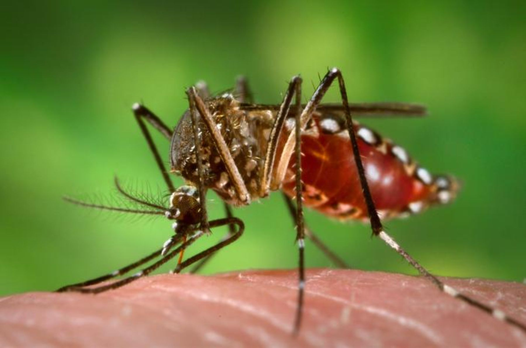 Fiebre amarilla selv谩tica: sepa c贸mo evitar esta enfermedad