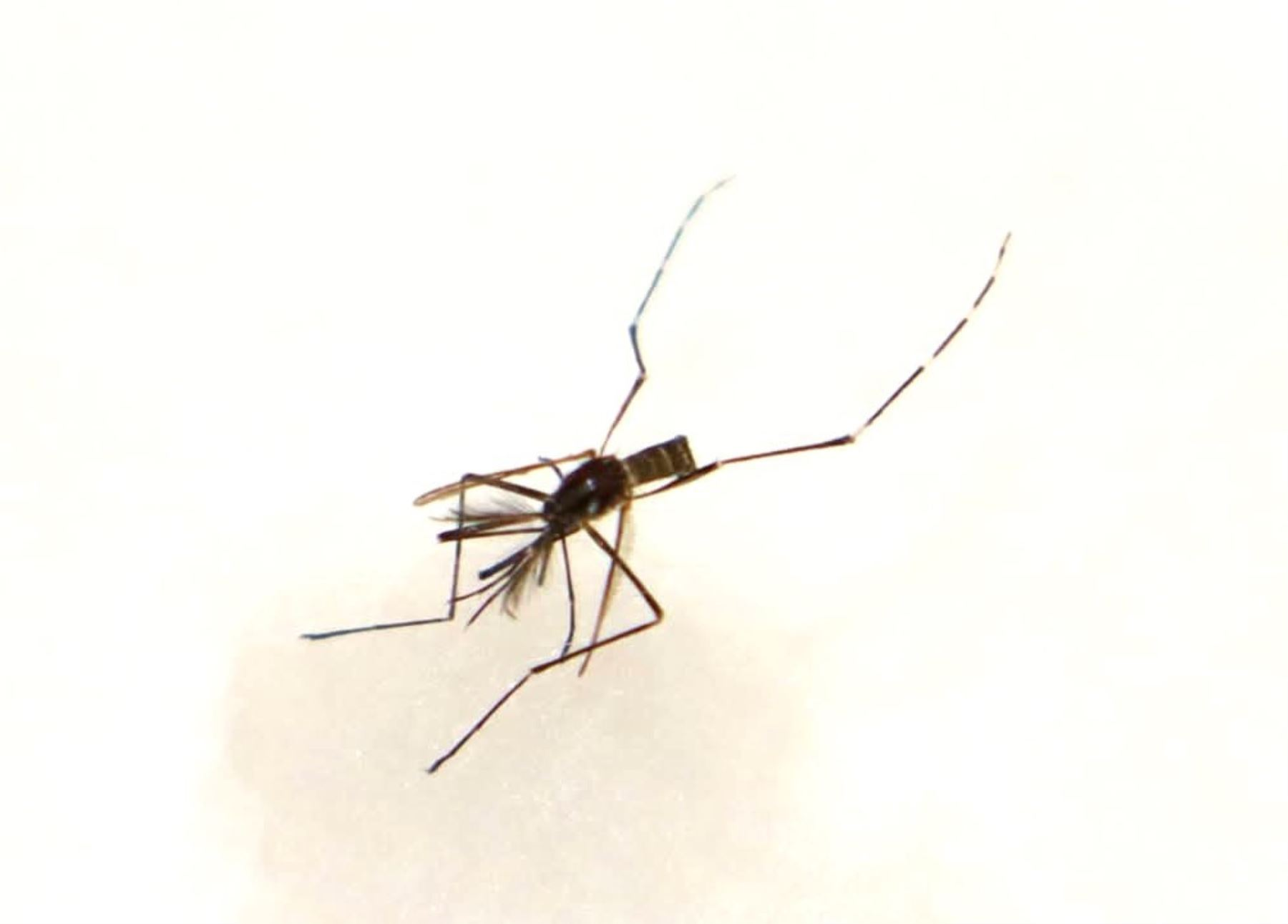 Minsa y Cuna Más se unen para combatir el dengue y capacitan a coordinadores de programa