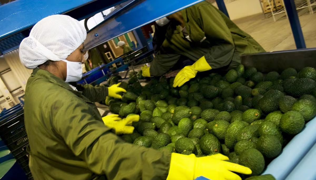 Nueva Ley Agraria hará que retorne la inversión para impulsar la agroindustria
