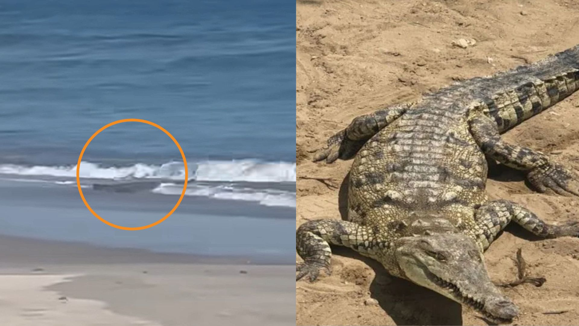 Reportan presencia de cocodrilos en playas de la región Tumbes