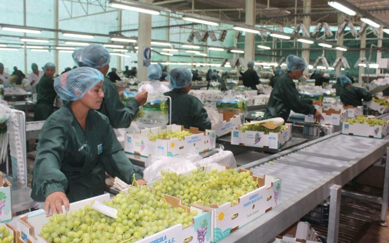 Perú rompe récords: exportaciones de uva de mesa podrían alcanzar los US$ 1.900 millones