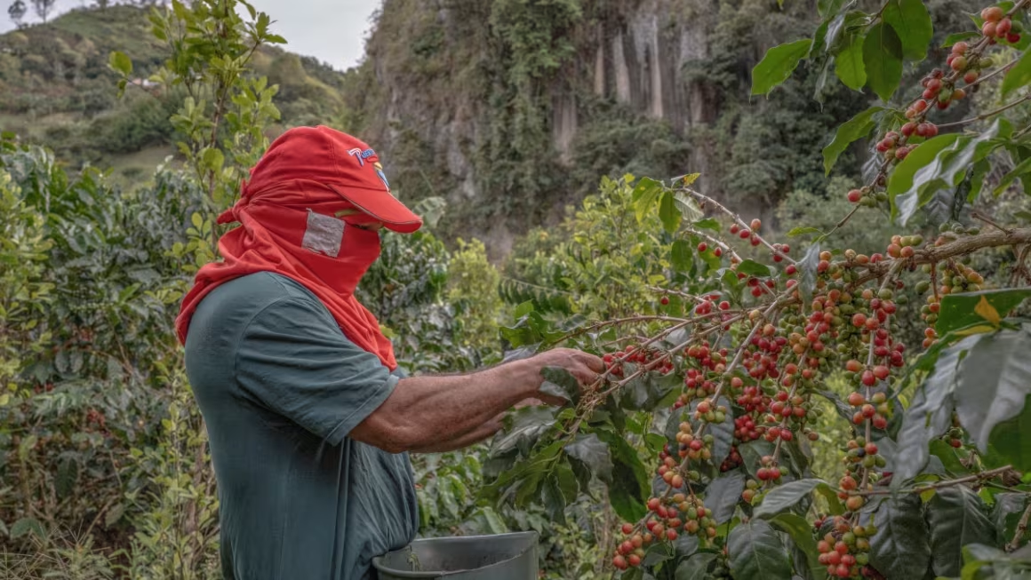 Lo siento, Estados Unidos. Probablemente el precio del café no bajará