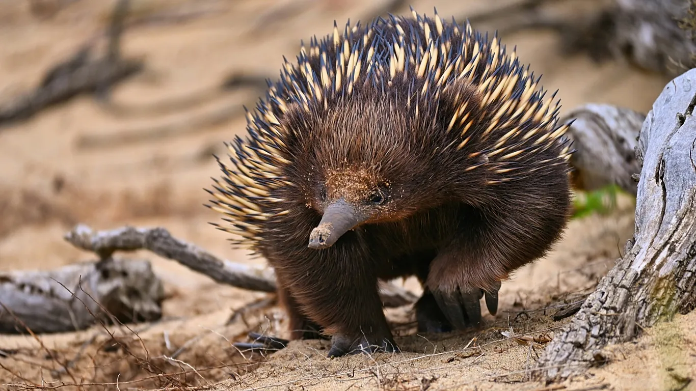 De tigres que almacenan carbono a castores que frenan riadas, la fauna contra el cambio climático